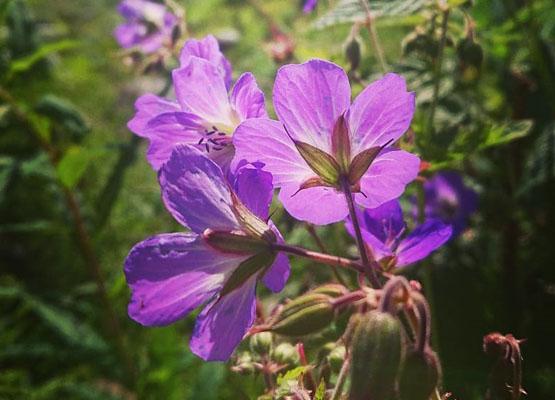 Blommor till begravning